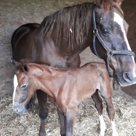 Prázdninový dům Haras Du Bottray *